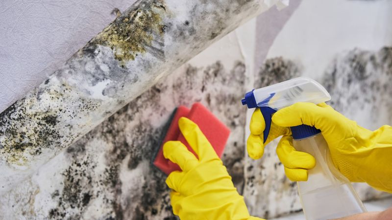 Basement Mold Remediation in Essex County, NJ