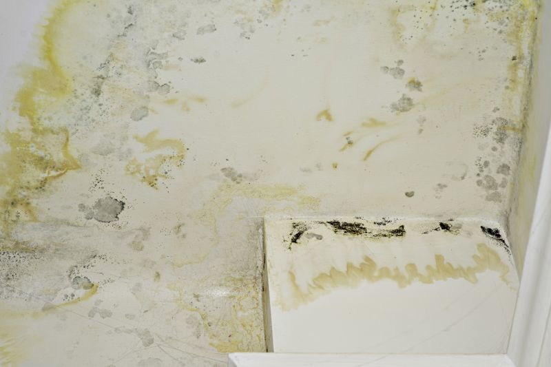 Mold Remediation Service in Bergen County, NJ