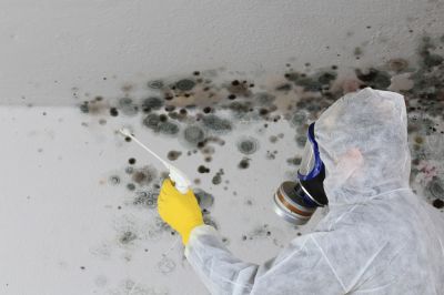 Determine Mold Removal Services